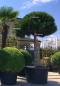 Preview: Pinus nigra Pierrick Bregeon®  120cm - halbstamm Pinie.